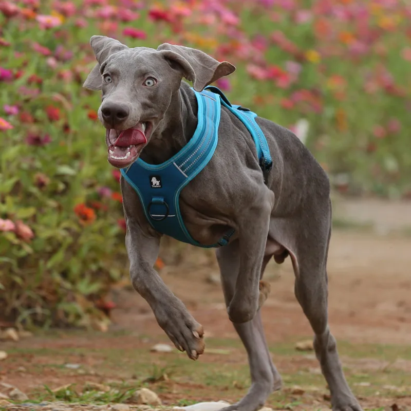中型犬用ハーネス付きリード：快適設計で散歩時のストレスを軽減
