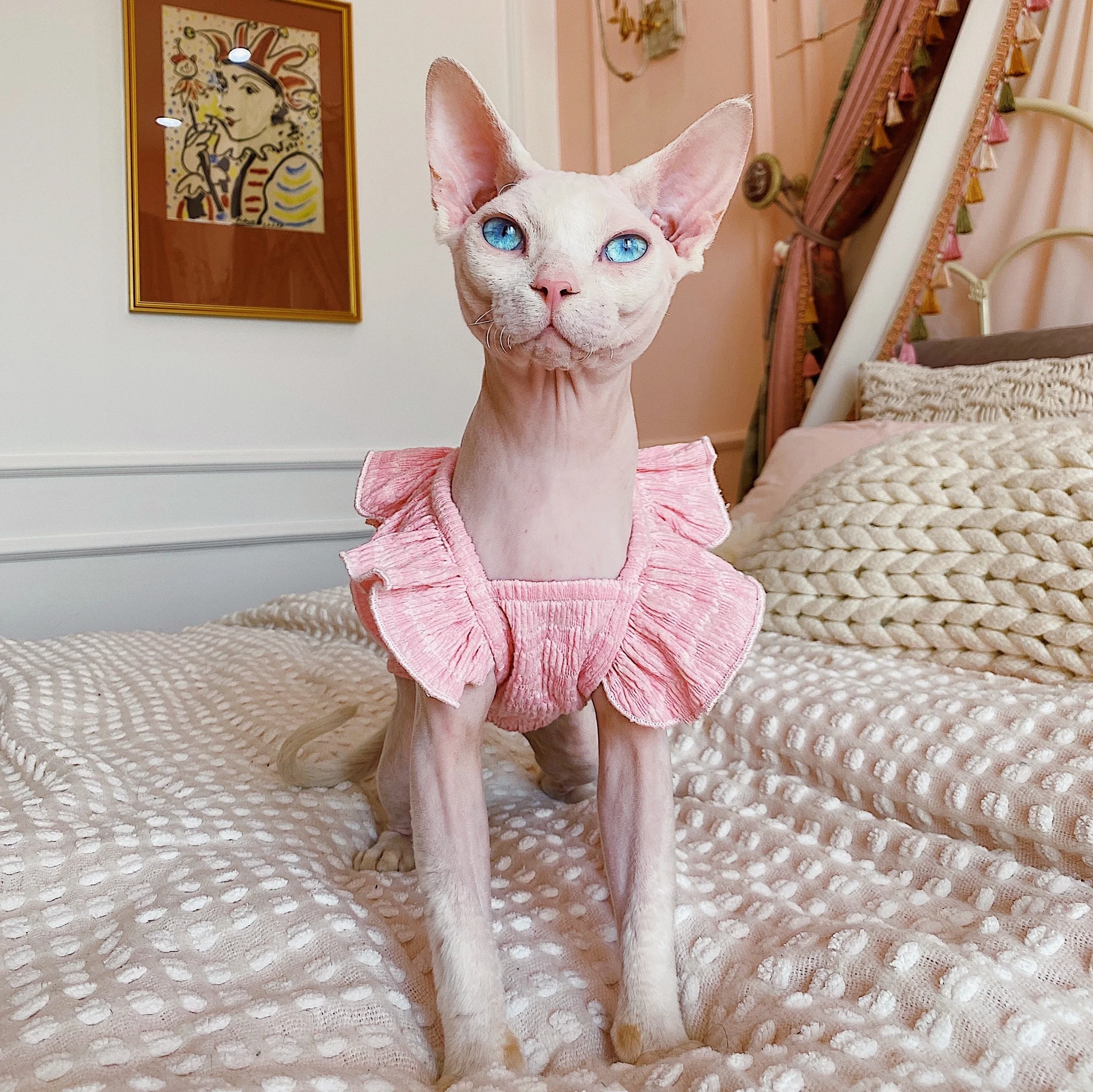 猫dollとは何か？人形とどう違うの？なぜ今、スフィンクスのフリル袖が人気なのか？