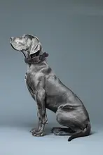 防爆設計の大型犬用タクティカルリード付き首輪【中型・大型犬用・頑丈】