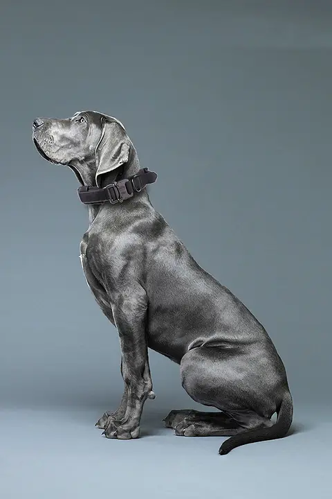 防爆設計の大型犬用タクティカルリード付き首輪【中型・大型犬用・頑丈】
