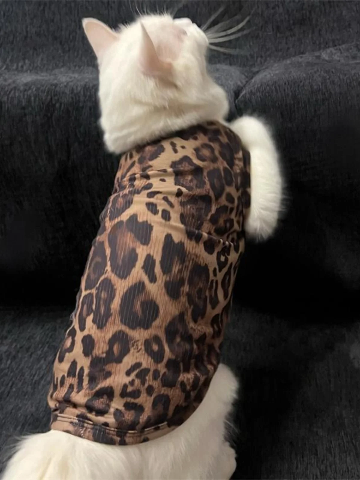 猫のtシャツを選ぶときに  迷うなら、この1点が解決する！