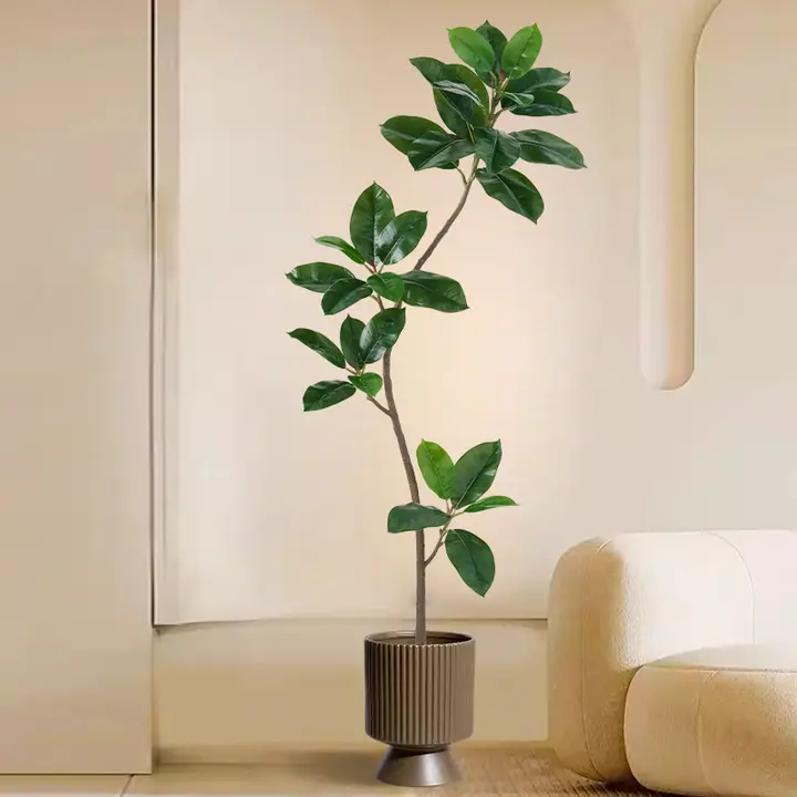ゴムの木 高級ラグジュアリー 植物 リビングルーム 室内 偽の木