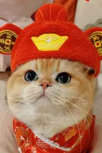 猫用カートゥーンデザインのキャップ【可愛い・金色グラデーション・ペット用】