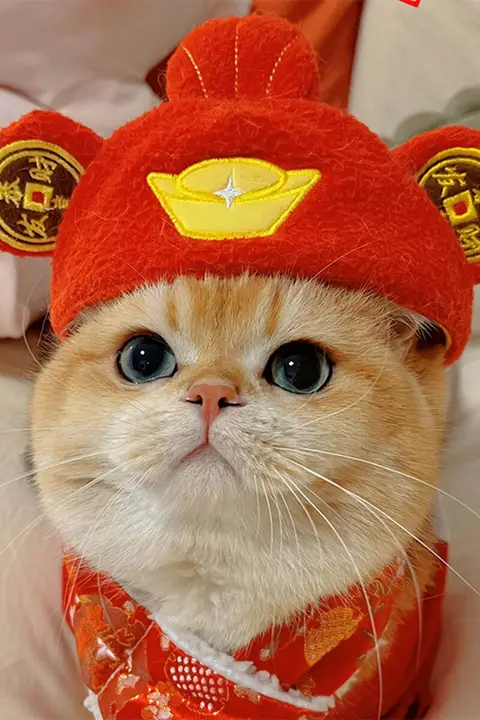 猫用カートゥーンデザインのキャップ【可愛い・金色グラデーション・ペット用】