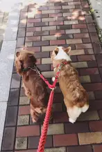 大型犬用ダブルリード【穴あけ不要・犬2匹用】（セットアップ対応）