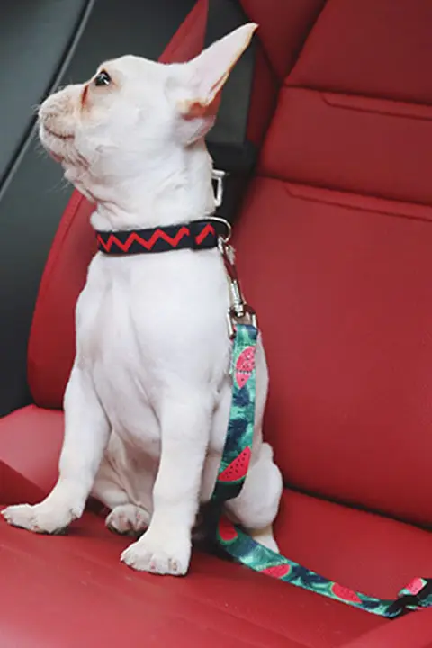 ペット用 車載安全ベルト【大型犬・小型犬対応・胸背式牽引ロープ】