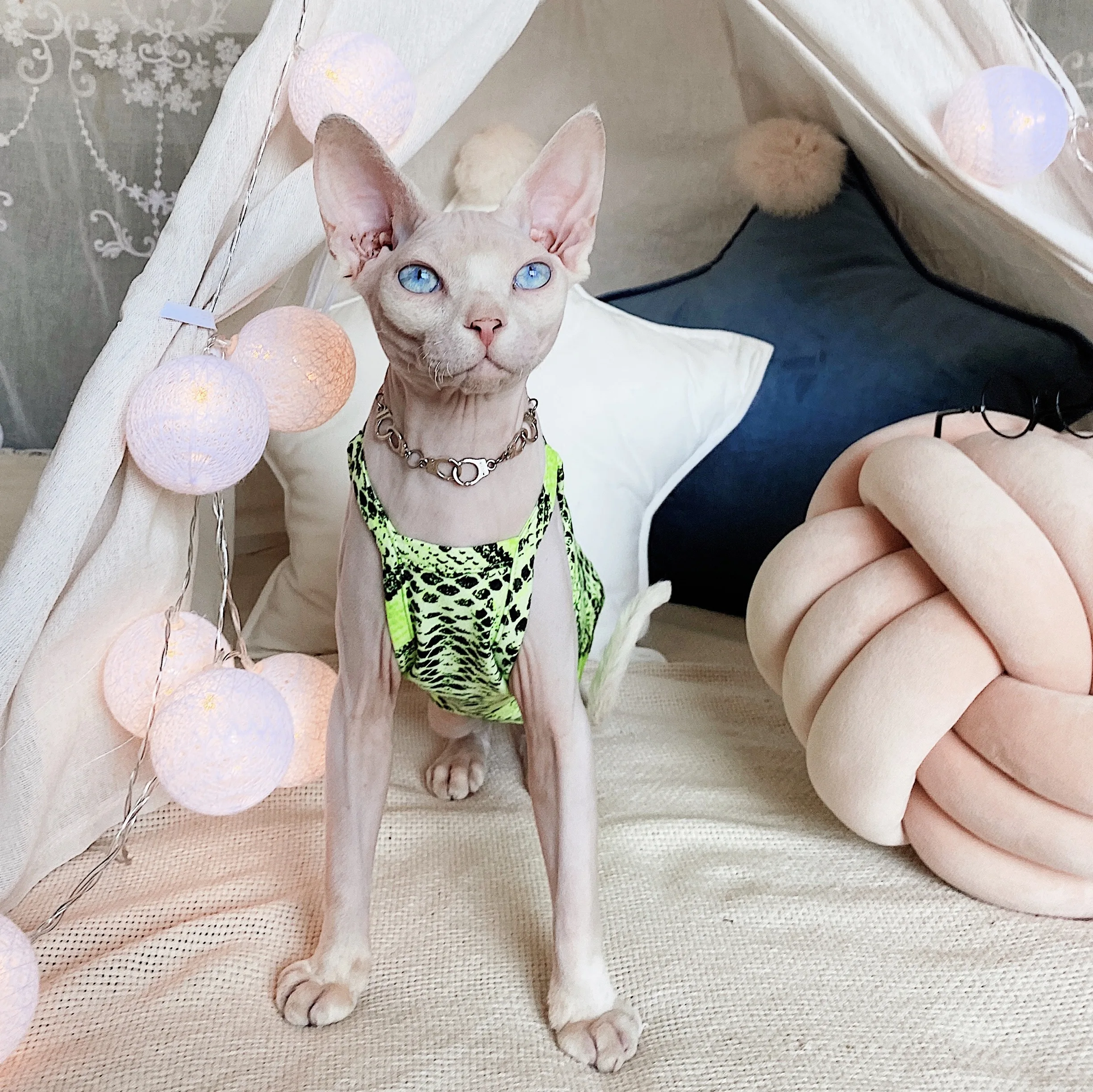 無毛猫の服を選ぶなら、ヨーロッパとアメリカのデザインが一番？