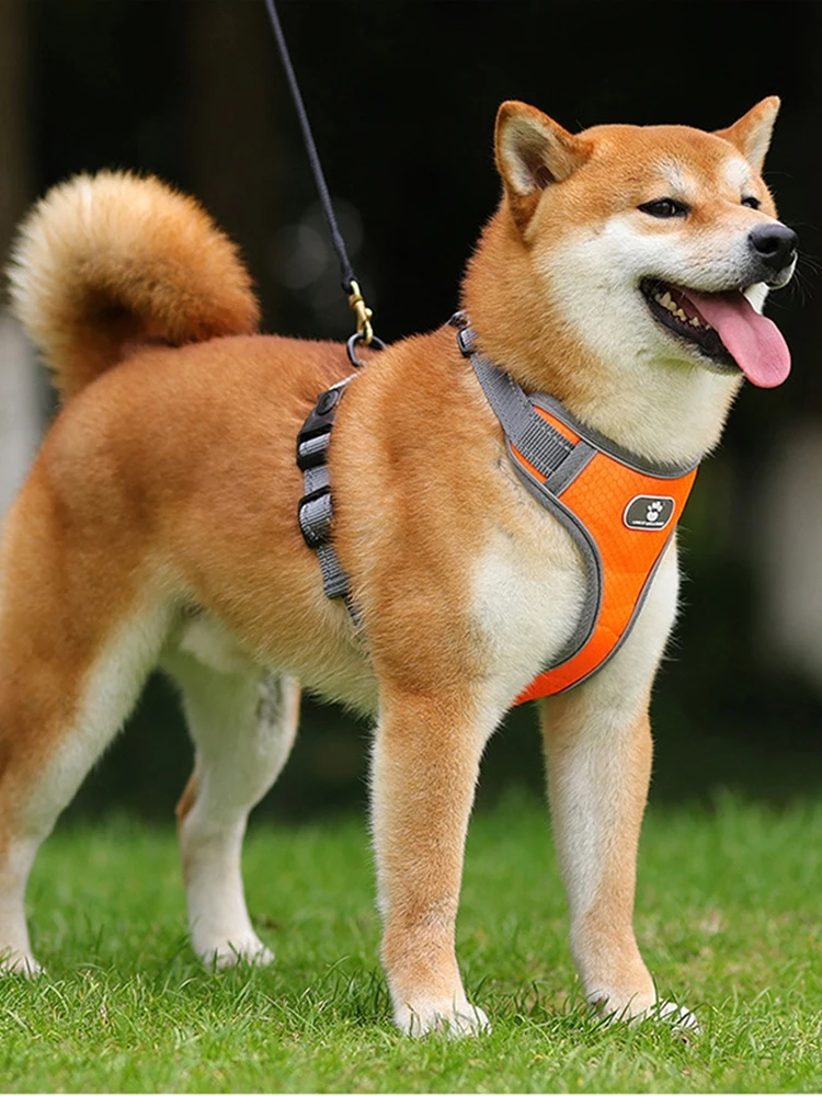 犬のお散歩グッズをコスパ良く揃える方法 - ハーネス付きリードとドッグタグのサイズ・機能別解説