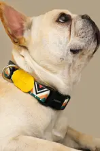 犬用首輪とリードセット【小型から大型犬用・コーギー・フレンチブルドッグ・テディベア】（セットアップ対応）