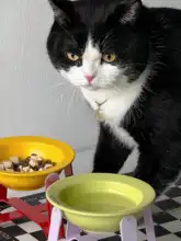 陶器製ペット用ボウル【猫・犬用・フード・水対応・高さ調整・防黒下顎】