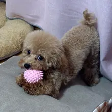 犬用おもちゃ ボール型歯磨きトイ【耐噛性・インタラクティブ・運動不足解消】