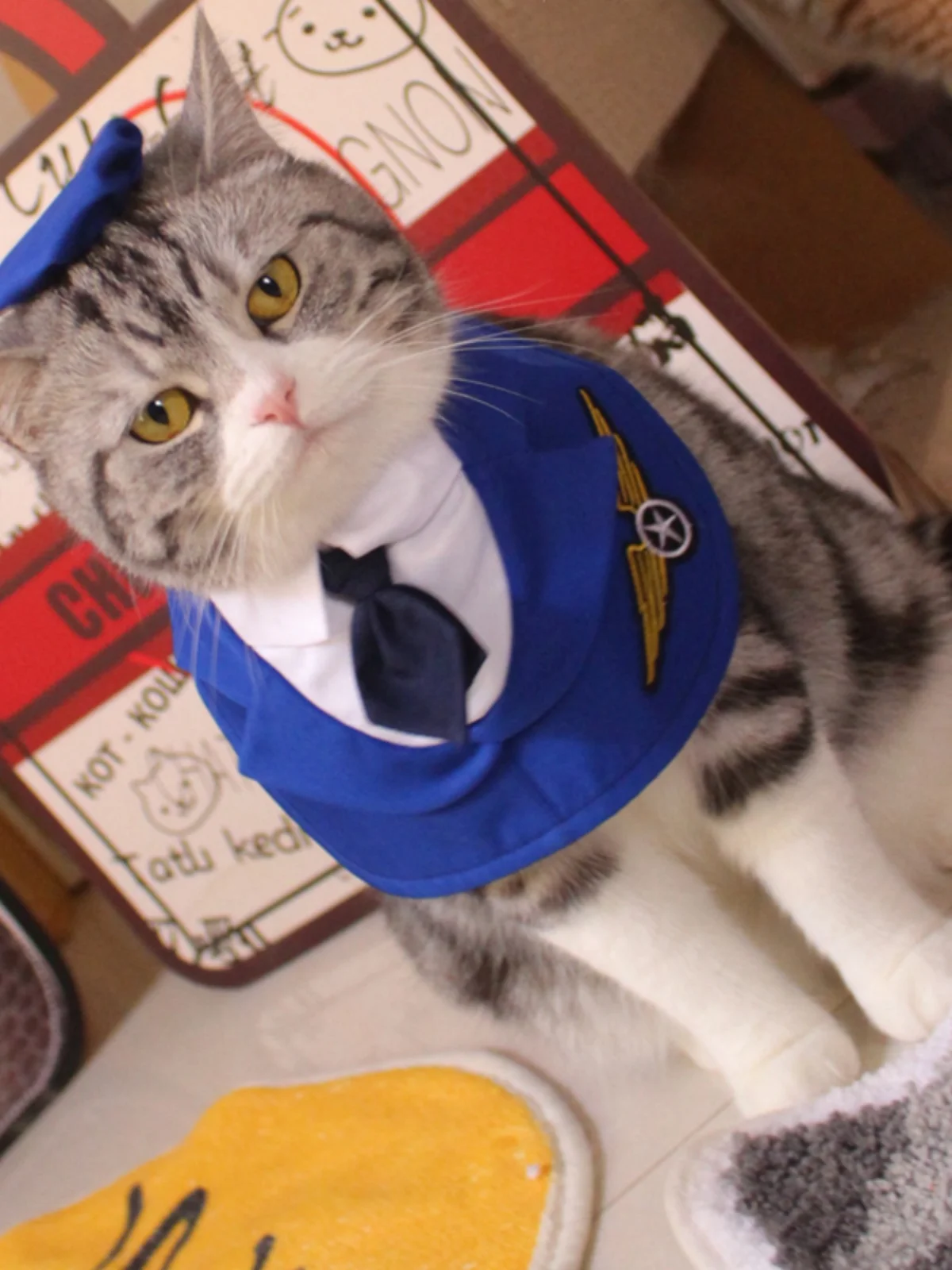 猫カフェに着る服は、本当に「カジュアル」でいいの？