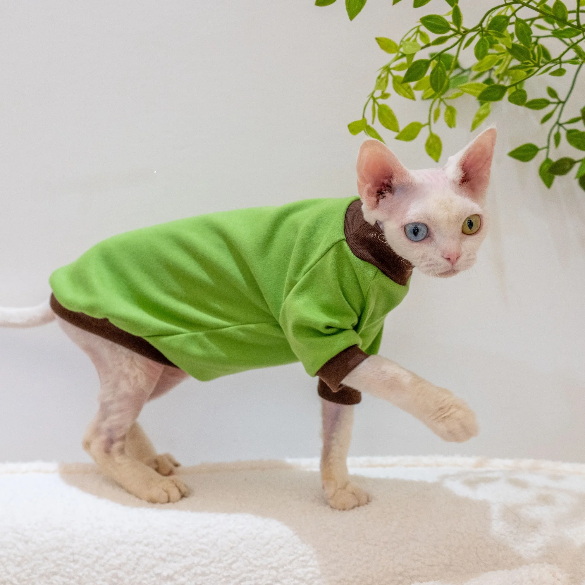 GINGERAIN コットン製デヴォンレックス猫用Tシャツ：一人暮らしに最適な夏用保温着用法とサイズガイド