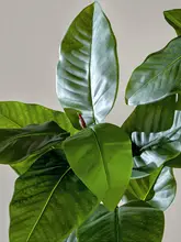 大葉木蘭の造花【インテリア用・高級装飾・リビング向け】
