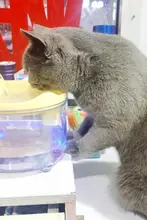 自動循環式 猫用給水器【流れる水・ペット用・水碗付き】