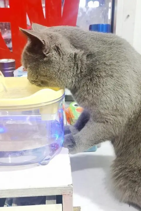自動循環式 猫用給水器【流れる水・ペット用・水碗付き】
