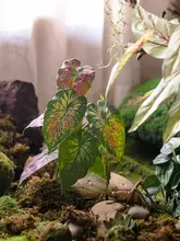 フェイクタピオカリーフ ガーデン装飾 室内装飾 緑の植物装飾