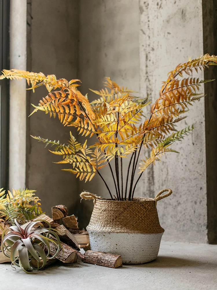 ハエトリグサを模したシダ吊り球植物：日陰でも育つ屋外装飾品の実用性と特性