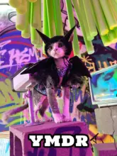 秋冬用デザイン猫服【ハロウィン・デビルの角と羽付き・無毛タイプ】