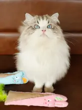 GiGwi キャットトイ【子猫用・フェザー・音の出る・歯磨き・耐噛み】