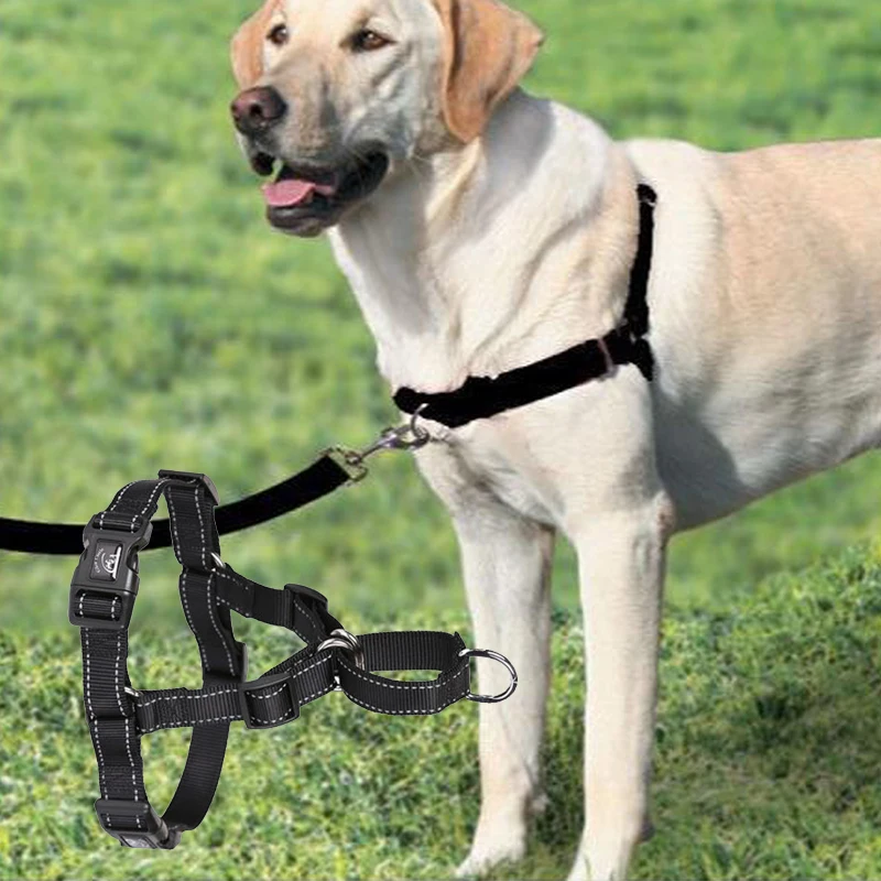 犬のお散歩グッズをコスパ良く揃える方法　完全ガイド