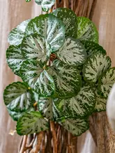 吊り下げ植物 壁装飾 植物アレンジメント エコタンク 擬似生物ミニチュア 景観装飾