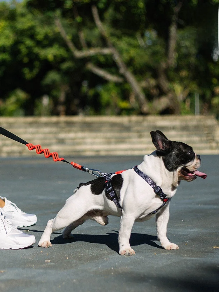 犬のお散歩グッズをコスパ良く揃える方法｜防爆ハーネスの選び方徹底解説