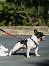 防爆ハーネス【中型から大型犬用・柴犬・コーギー・フレンチブルドッグ対応】