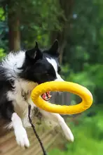 犬のおもちゃ 大型犬 ペットインタラクティブ フリスビー 円形 耐磨 歯磨き
