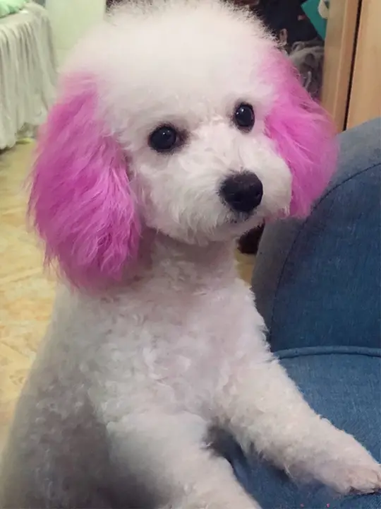 犬用カラートリートメント【ペット用・毛色染め・美容ケア】