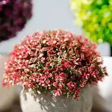 高級造花セット【プラスチック製・多肉植物風・インテリア用・リビング装飾】