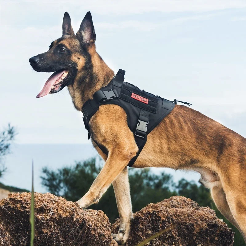 犬のお散歩グッズをコスパ良く揃える方法｜タクティカルハーネスの実用性と選び方の完全ガイド