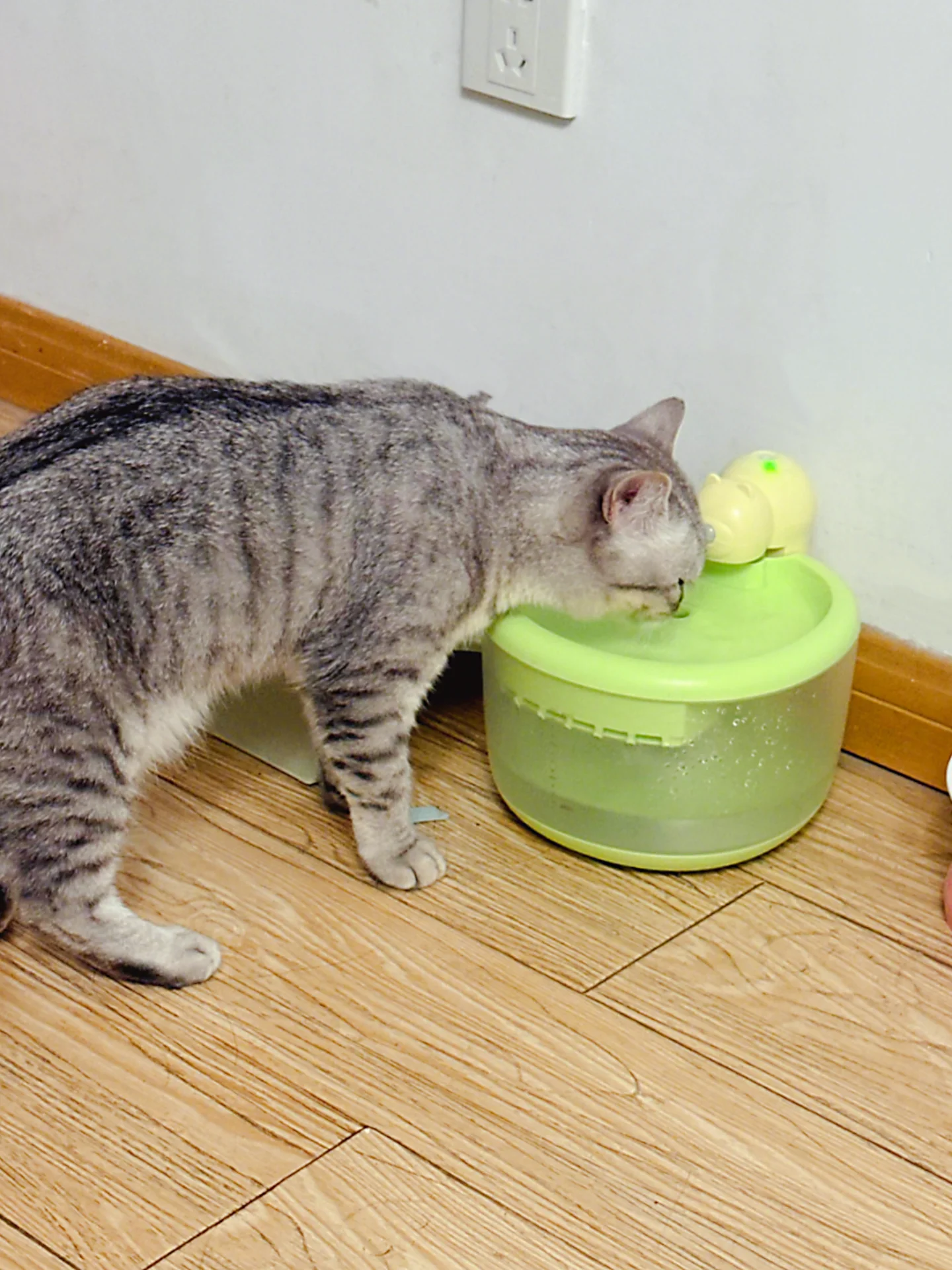 自動循環式猫用給水器：24時間恒温加熱とフィルター付きの実用性解析