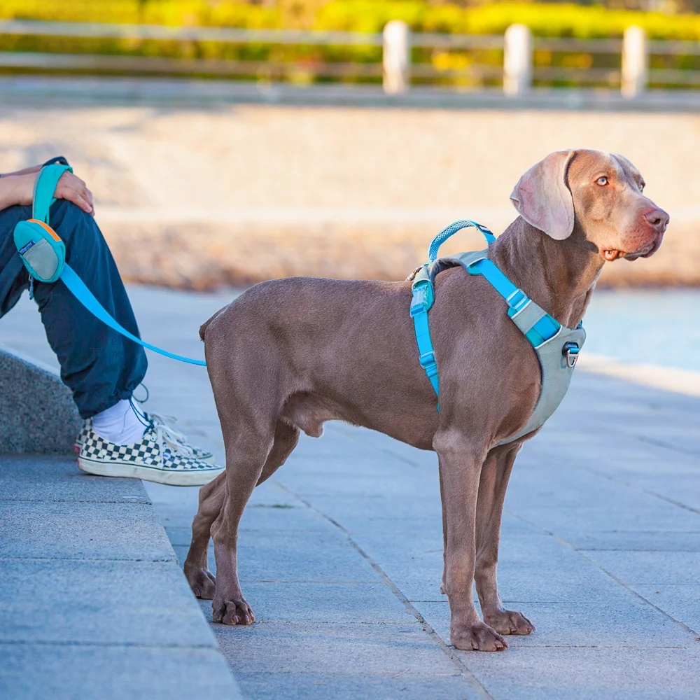犬のお散歩グッズをコスパ良く揃える方法｜背中リュック型ハーネスの選び方と実用性徹底解説