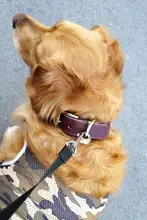 本革製 中型・大型犬用犬首輪【ゴールデン・マルチーズ・ジャーマンシェパード対応】