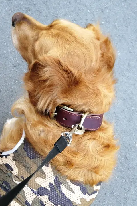 本革製 中型・大型犬用犬首輪【ゴールデン・マルチーズ・ジャーマンシェパード対応】
