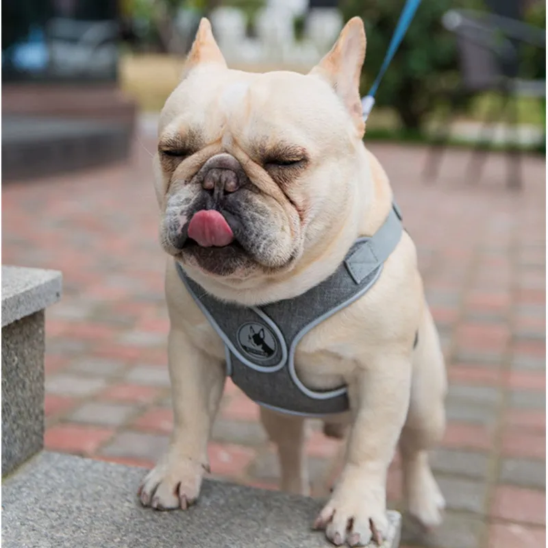 犬のお散歩グッズをコスパ良く揃える方法｜X型ハーネスの安全と実用性徹底解説