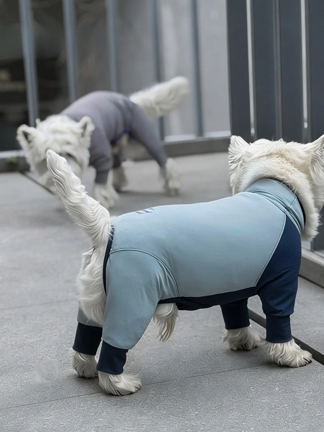 犬の夏用服：PEBOT冷感デザインウェアの通気性と抗菌性能を徹底解説