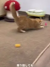 猫用おもちゃ カラフルプラスチック製スプリングキャットボール【耐噛み・子猫向け】