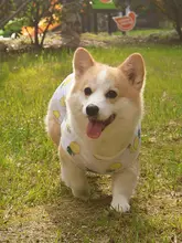 春夏用犬服【柴犬やコーギーに最適・軽量・毛が抜けにくい・UVカット】