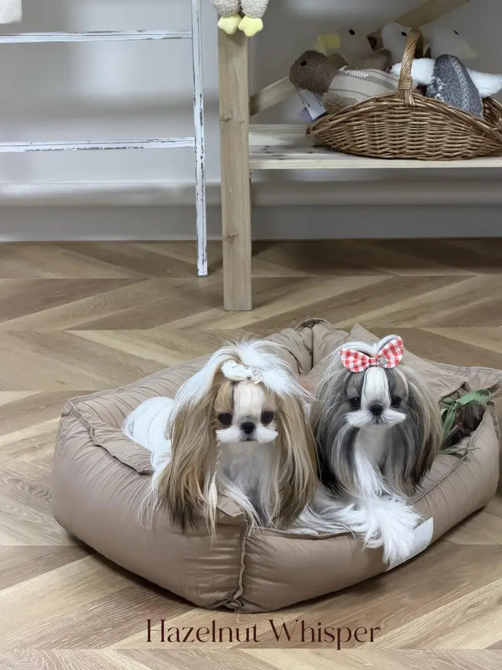 防水ペットベッド【洗える・クッション付き・猫と犬用】