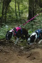 Ruffwear 犬用カラーとリード【軽量・柴犬対応・大型犬用・ペット用品】