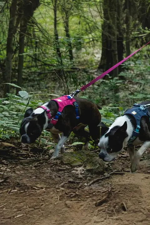 Ruffwear 犬用カラーとリード【軽量・柴犬対応・大型犬用・ペット用品】