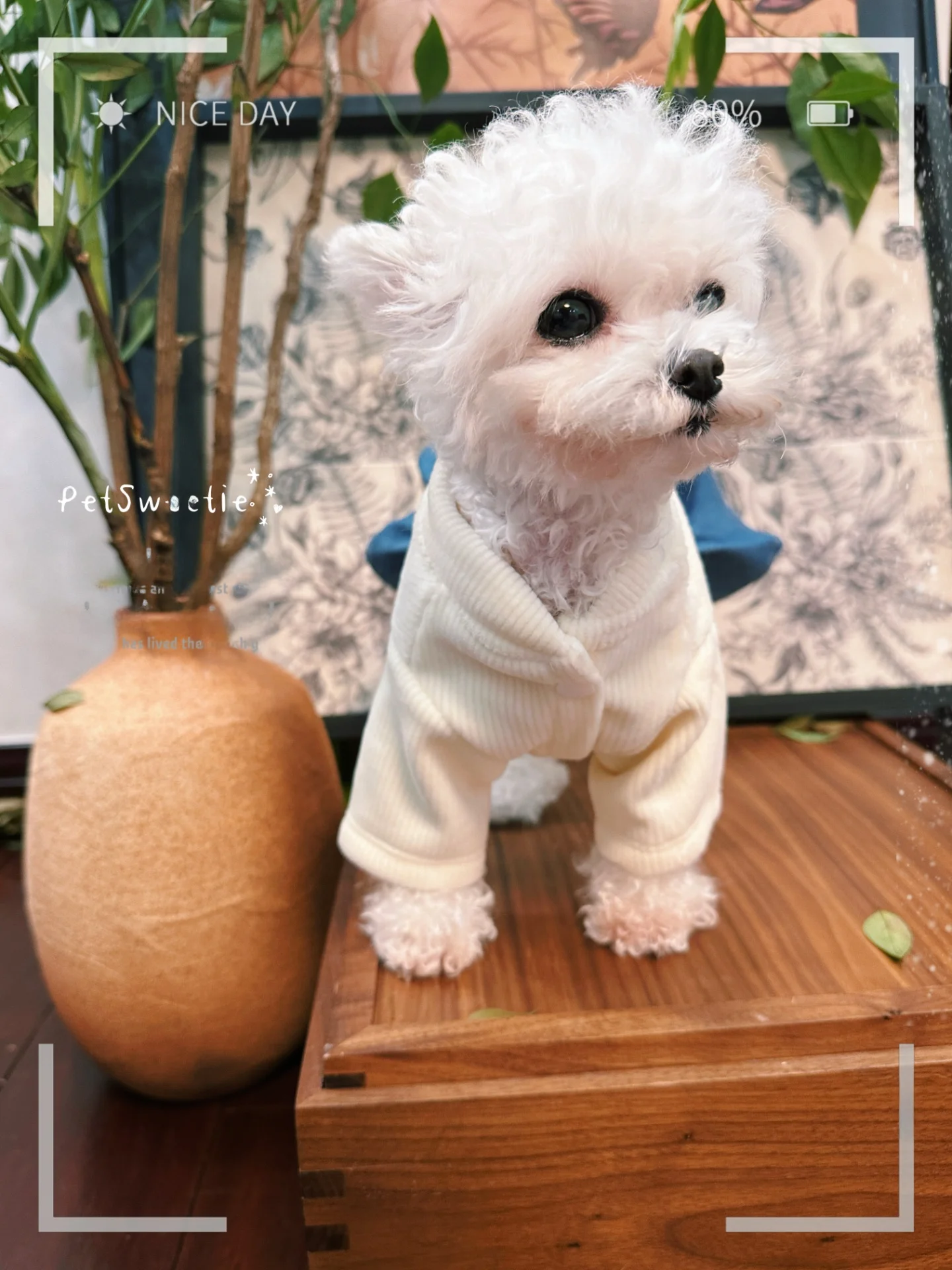ハロウィン犬服で秋冬を楽しむ：デニムスカートのサイズとシーン別の使い方