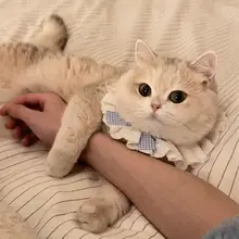 猫用プリンセスカラー【レース・リボン付き・おしゃれなしっぽ用首輪】