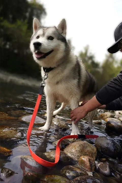 防水犬用リード【ハーネス付き・トレーニング用・短めタイプ】