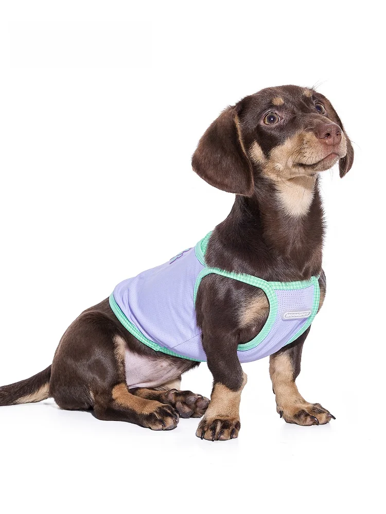犬のお散歩グッズをコスパ良く揃える方法｜失敗しない選び方の完全ガイド