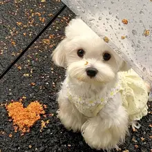 犬用可愛いサマーワンピース【薄手・防脱設計・小型犬用】（セットアップ対応）