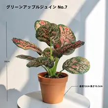 高級リアルグリーンプランツ 竹芋ミニ観葉植物【ホテル・インテリア装飾・自然な雰囲気】