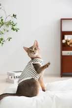 hipidog ドット柄猫用春夏服【薄手・快適・毛が抜けにくい】